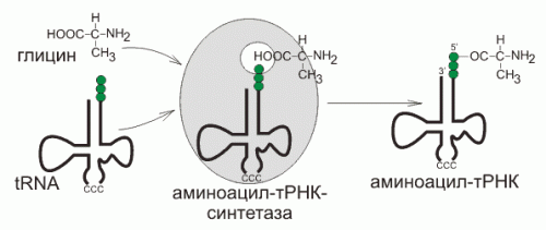 схема присоединения аминокислоты к тРНК