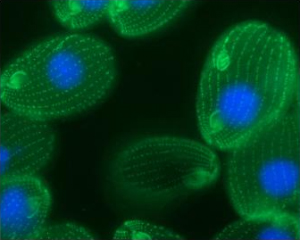 Инфузория Tetrahymena thermophila — модельный объект для изучения одноклеточных эукариот (фото с сайта mcdb.colorado.edu)